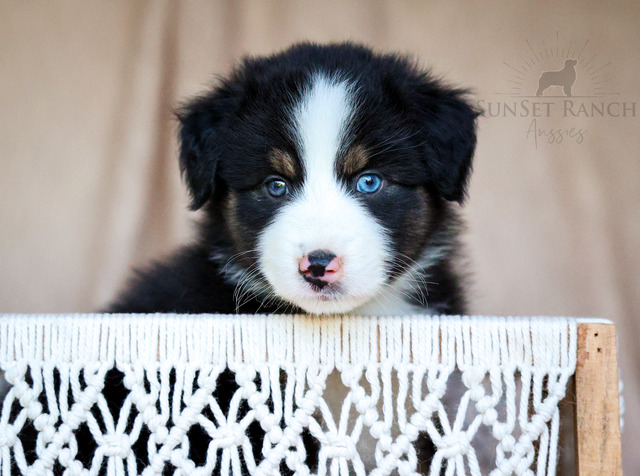 6 Weeks Old