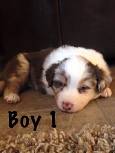 Boy 1 (1/17/15)