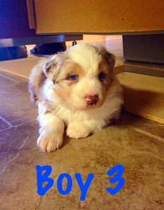 Boy 3 (1/17/15)