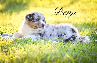 Benji