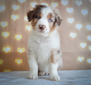 Cooper