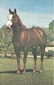 BADLEY RAIDER