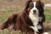 BRUSH CREEKS SHARP SHOOTER RUGER