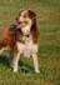 BIG PONDS GINGER SNAP