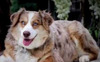 DIXIE RDS RED BANDIT VIXEN OF BIG SKY